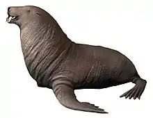 Gomphotaria pugnax