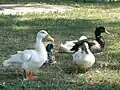 Domestic geese and mallards