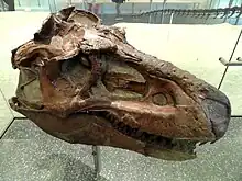 Top-right view of a Gorgosaurus skull in the American Museum of Natural History