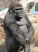 Western lowland gorilla