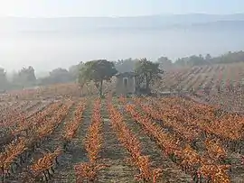 Vineyard in autumn