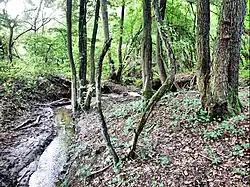 Gręziniec Stream in Bukowo