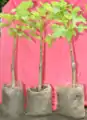 propagation of Jatropha curcas by grafting