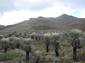 Páramo de Cruz Verde, Chipaque