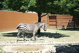 Grant's zebra