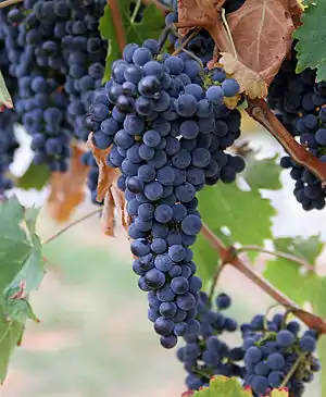 Wine grapes