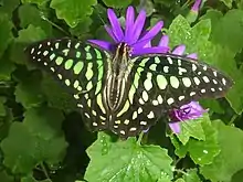 Graphium agamemnon