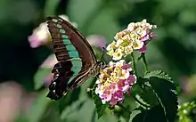 Graphium sarpedon on Lantana