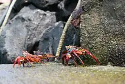 Image 37Grapsus grapsus on the rocks (from Galápagos Islands)