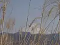 Wild Grass with Mt. Fuji in the background