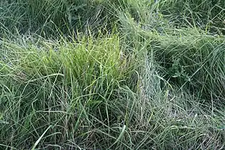 Blades of grass provides a soft texture