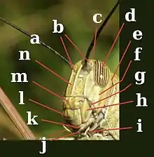 Image 26Head of Orthoptera, Acrididae. a:antenna; b:ocelli; c:vertex; d:compound eye; e:occiput; f:gena; g:pleurostoma; h:mandible; i:labial palp; j:maxillary palps; k:maxilla; l:labrum; m:clypeus; n:frons (from Insect morphology)