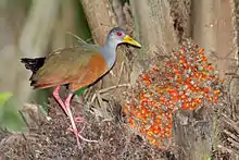 A grey-cowled wood rail on the left side, looking at the camera.