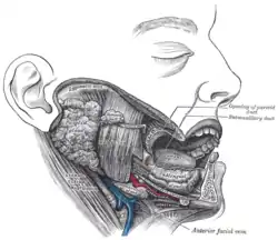 Dissection, showing salivary glands of right side (Masseter visible at center)