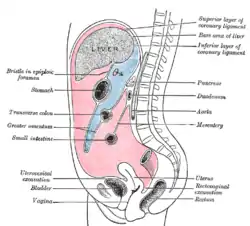 The epiploic foramen, greater sac or general cavity (red) and lesser sac, or omental bursa (blue).