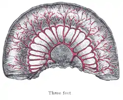 Loop of small intestine showing distribution of intestinal arteries