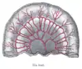 Loop of small intestine showing distribution of intestinal arteries