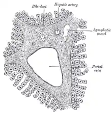 Labeled sketch of a portal canal