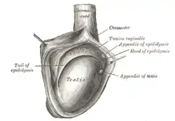 The right testis, exposed by laying open the tunica vaginalis