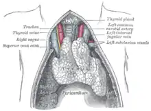 The thymus of a full-term fetus, exposed in situ.