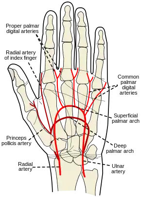 Palm of left hand, showing position of skin creases and bones, and surface markings for the volar arches.