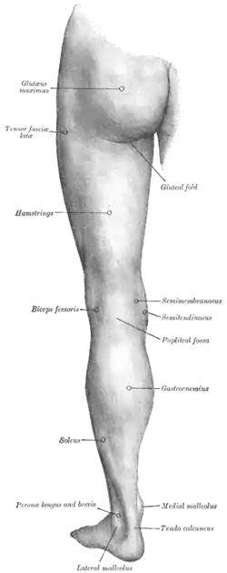 Back of left lower extremity