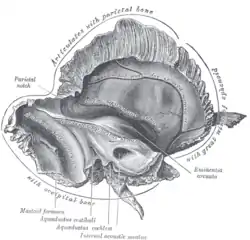 Left temporal bone. Inner surface.