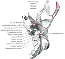 Left temporal bone. Inferior surface.