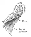 Right nasal bone. Inner surface.