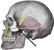 Side view of the skull. (Zygomaticotemporal suture is suture between zygomatic bone, at left in white, and temporal bone, at center in pink.)