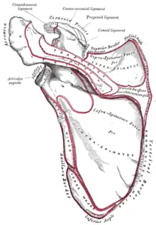 Left scapula. Posterior view. Acromion labeled at top left.