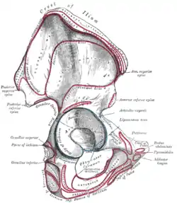 Right hip bone viewed from outside, showing a small line where the pyramidalis attaches