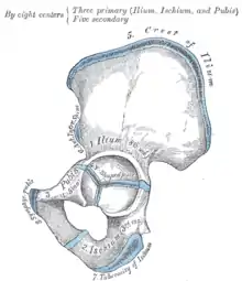 Plan of ossification of the hip bone