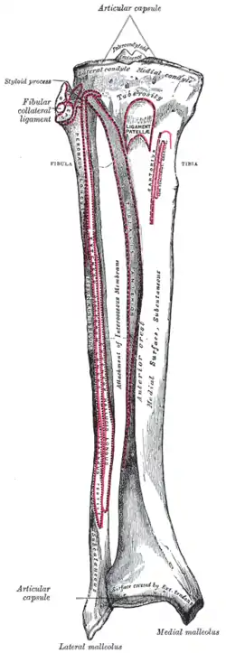 Bones of the right leg. Anterior surface.