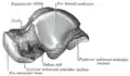 Left talus, lateral surface