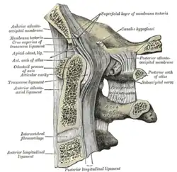 Median sagittal section through the occipital bone and first three cervical vertebræ.