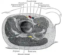 Structures surrounding right hip-joint.