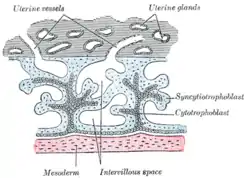 Primary chorionic villi. Diagrammatic.