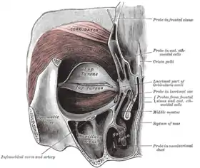 Visible on upper portion of face.