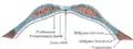 Diagram of sheath of rectus