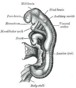 Embryo between eighteen and twenty-one days.