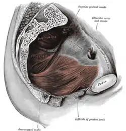 Left levator ani from within