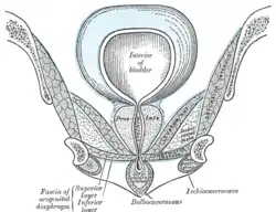 Coronal section of anterior part of pelvis, through the pubic arch. Seen from in front.