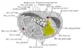 Transverse section across the wrist and digits. Hamate shown in yellow.