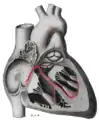 Schematic representation of the atrioventricular bundle