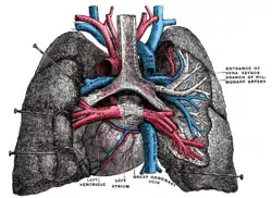 Pulmonary vessels, seen in a dorsal view of the heart and lungs.