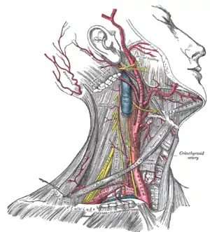 Superficial dissection of the right side of the neck, showing the carotid and subclavian arteries.