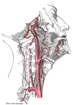 Carotid arteries