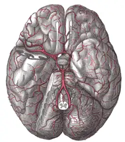 The arteries of the base of the brain.