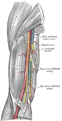 The brachial artery